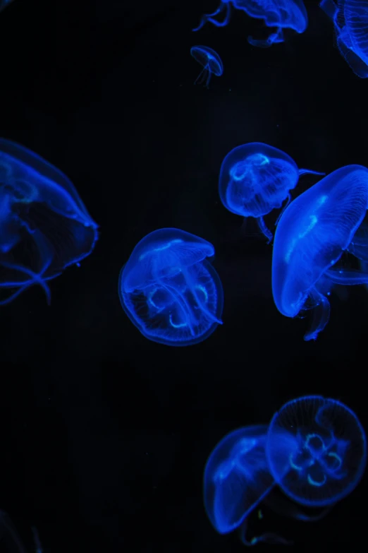 jellyfish with different colored lighting inside on a dark surface