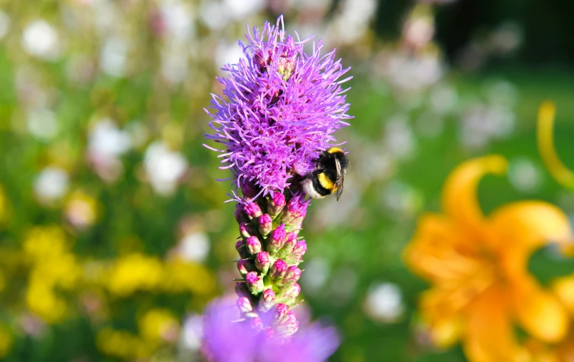 a bee on purple flower in the background