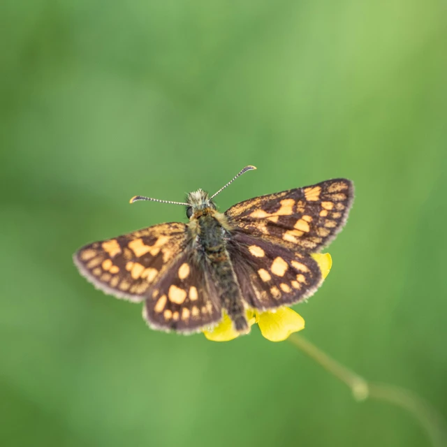 a large erfly perched on a small yellow flower