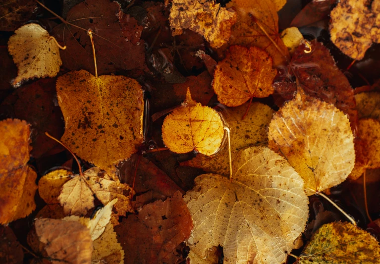 autumn leaves of various colors and yellow on a ground