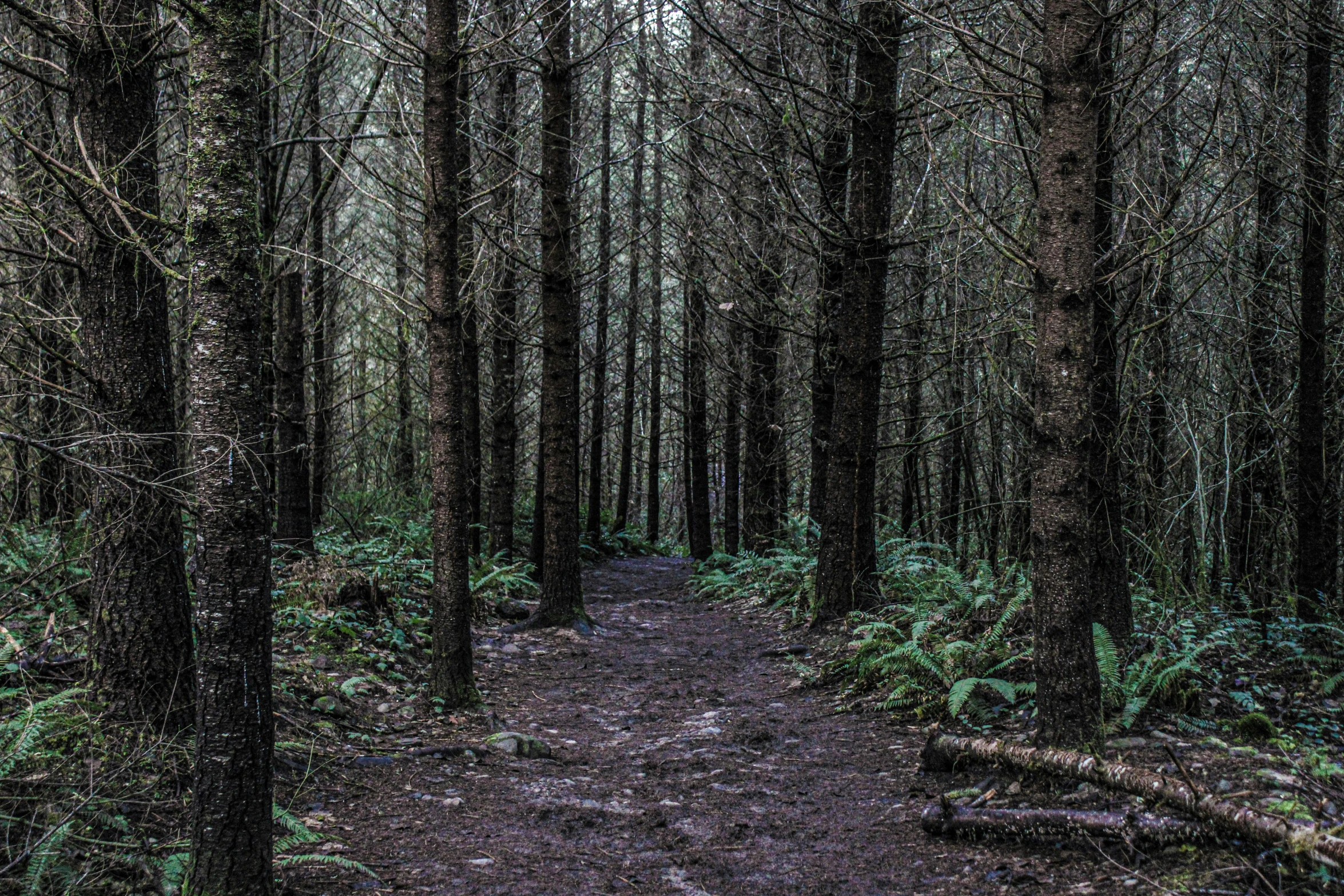 the trail is shaded by some trees and has grass all over it