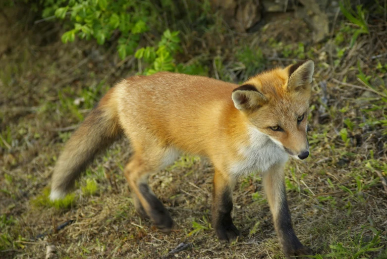 an adorable little fox walking through the grass