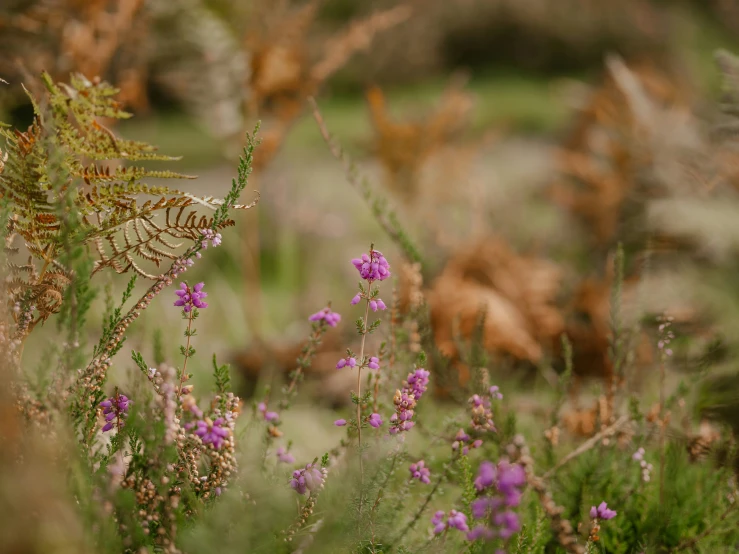 a field filled with lots of flowers and small purple flowers