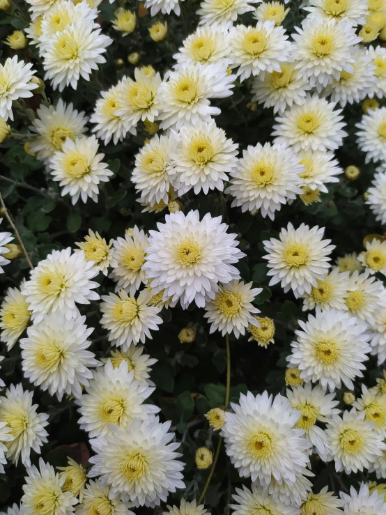 a field full of white flowers with yellow centers