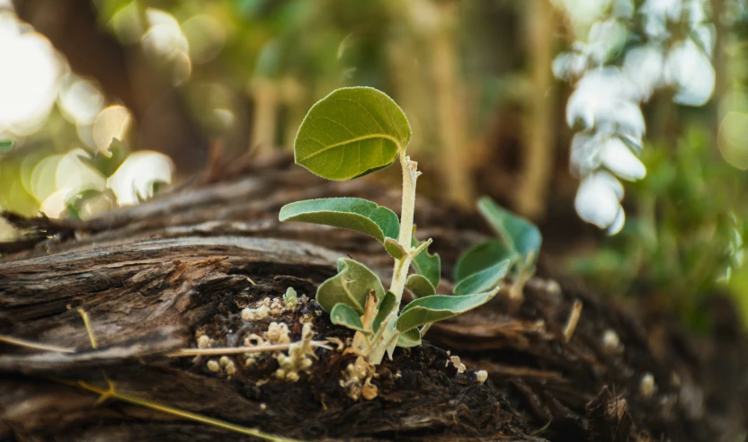 a green plant growing on top of a fallen tree