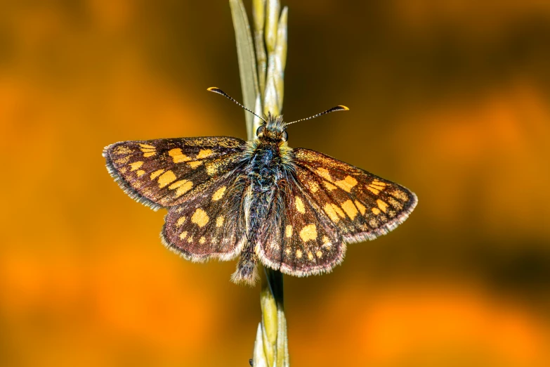 a erfly resting on top of some kind of plant