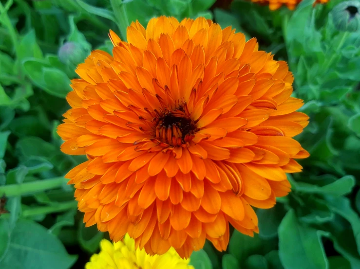 an orange and yellow flower with green leaves