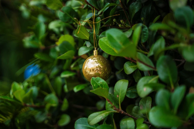 a golden ball on a nch of a tree