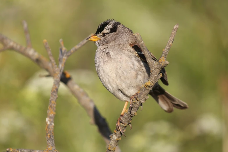 there is a little bird sitting on the small tree nch