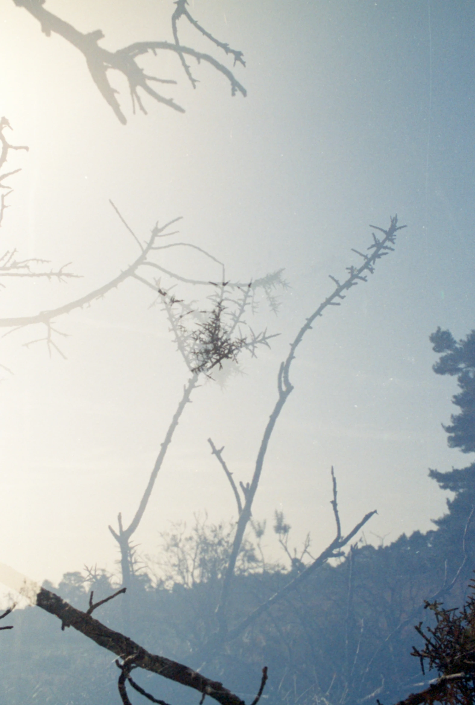 there is an image of a plant on the side of the hill