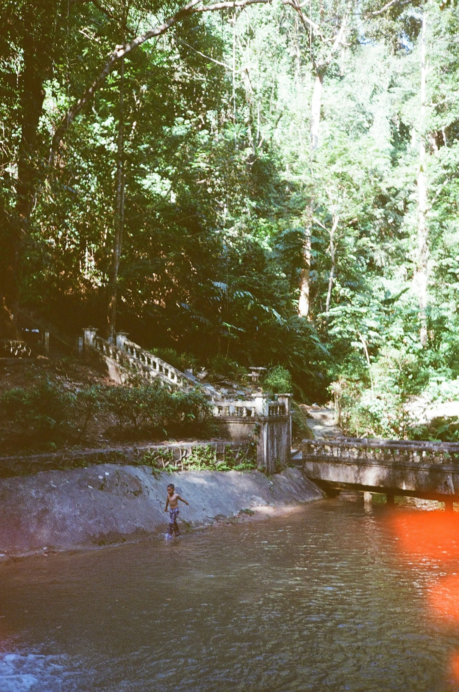 a group of water buffalos swimming by a bridge