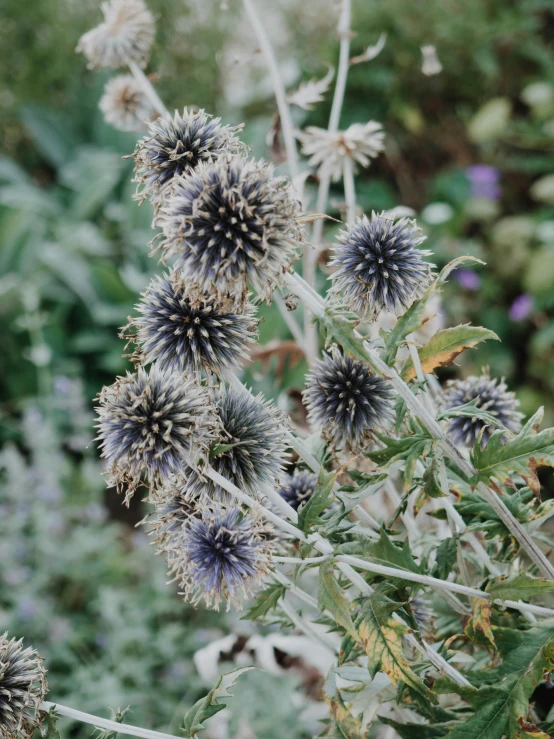 a bunch of wild flowers on a green and leafy background