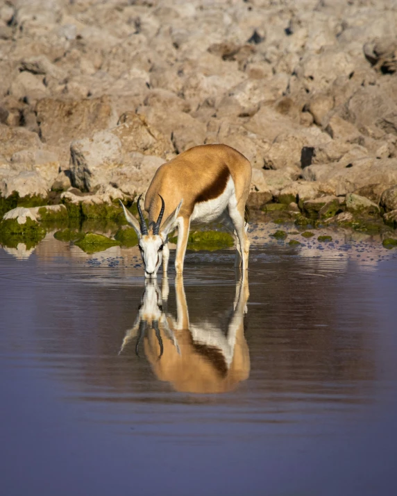 a antelope standing in shallow water next to a rock