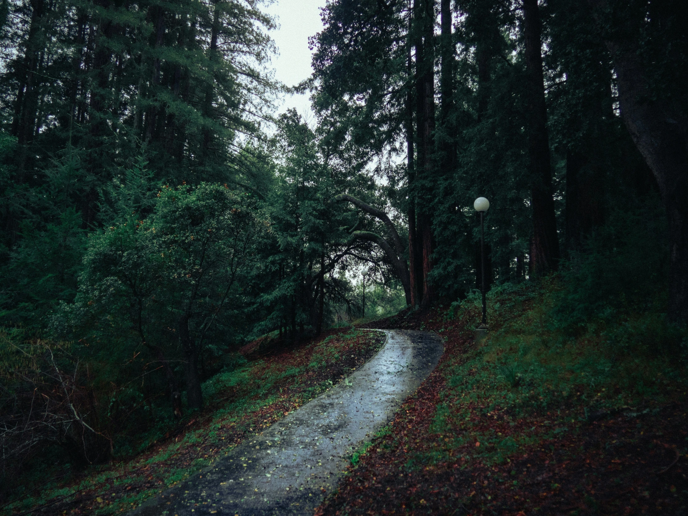 a path going through the forest on a rainy day