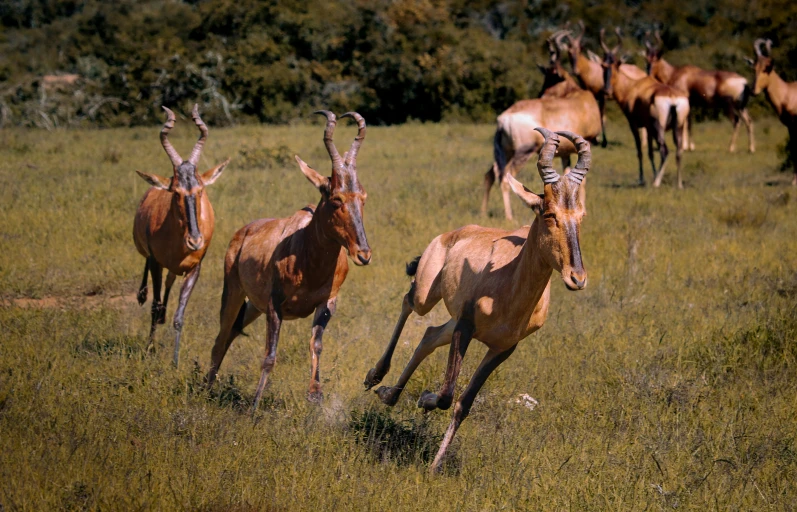 a group of gazelle running around in a field