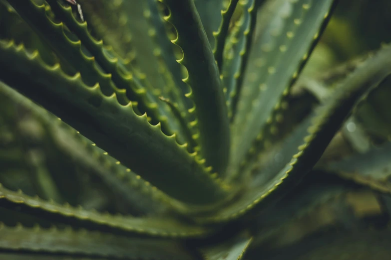 a large green leafy plant with spots on it