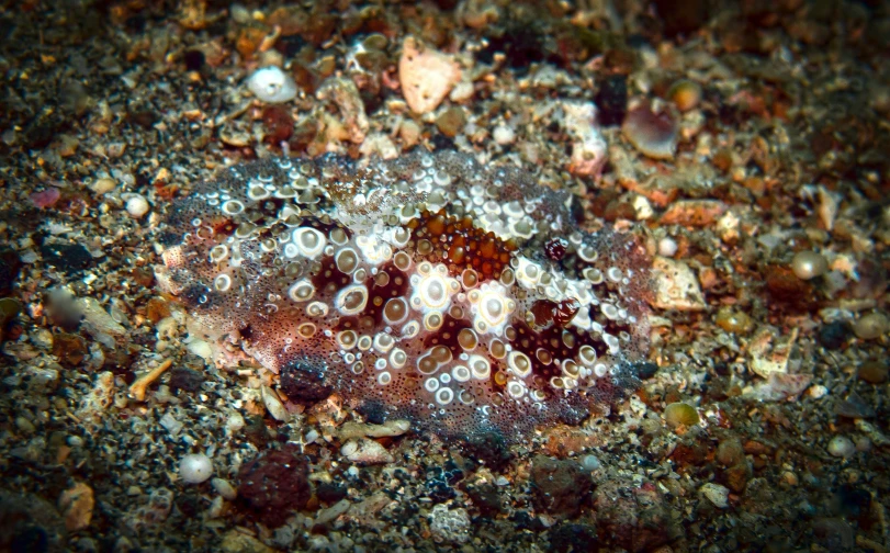 the sea anemonic is swimming in a bowl with rocks