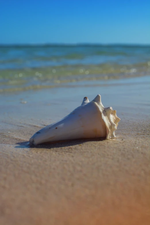 this is a picture of a sea shell in the sand