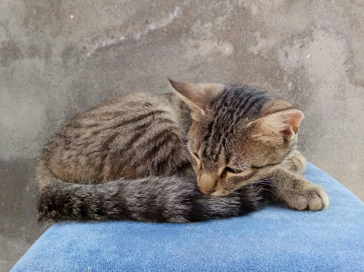 a little cat laying down on a blue couch