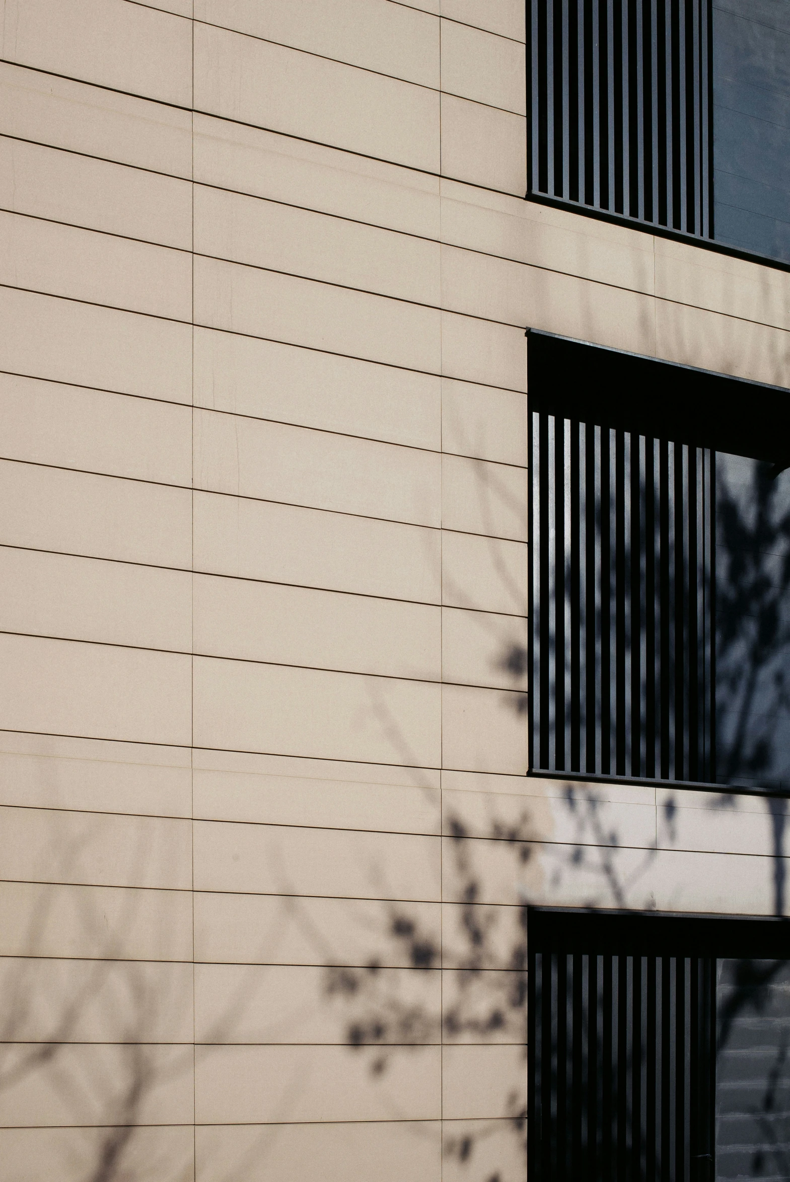 a shadow of a tree on the side of a building