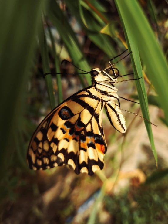 an orange and black erfly resting on the grass