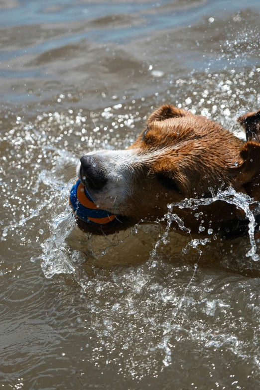 a dog playing with a toy in the water