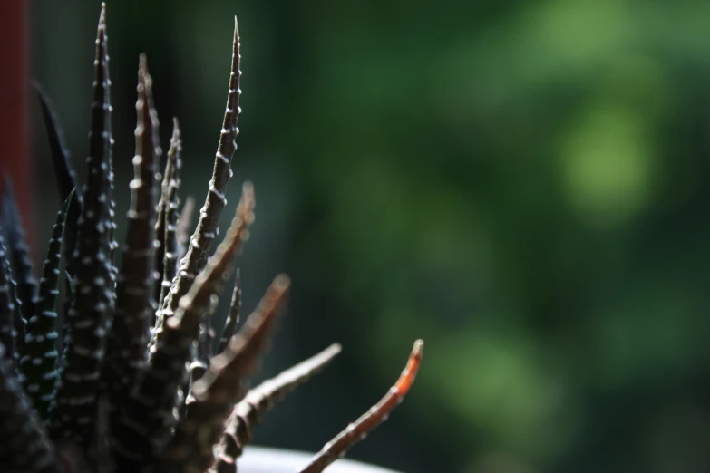 the small flower in the plant is being held by a glove