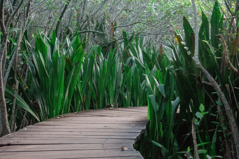 a path through the woods is lined with green vegetation