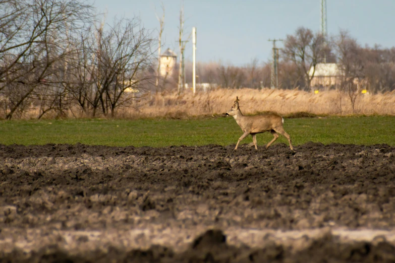 a deer is walking across the dirt field