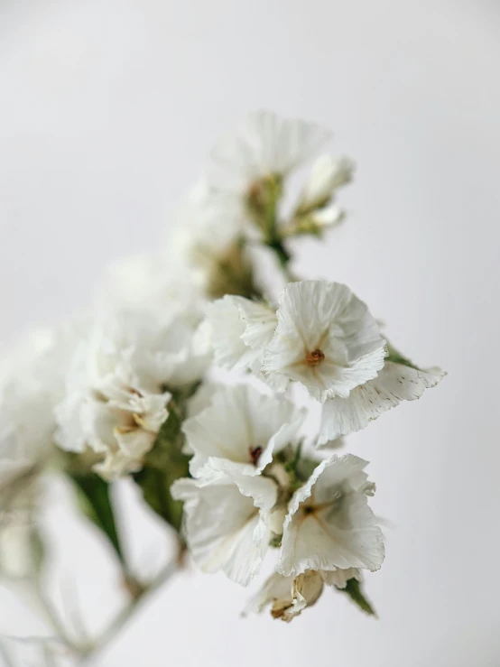 a close up of a white flower in a vase