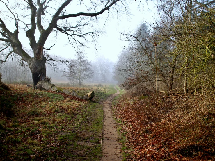 the path is dirt and covered with leaves