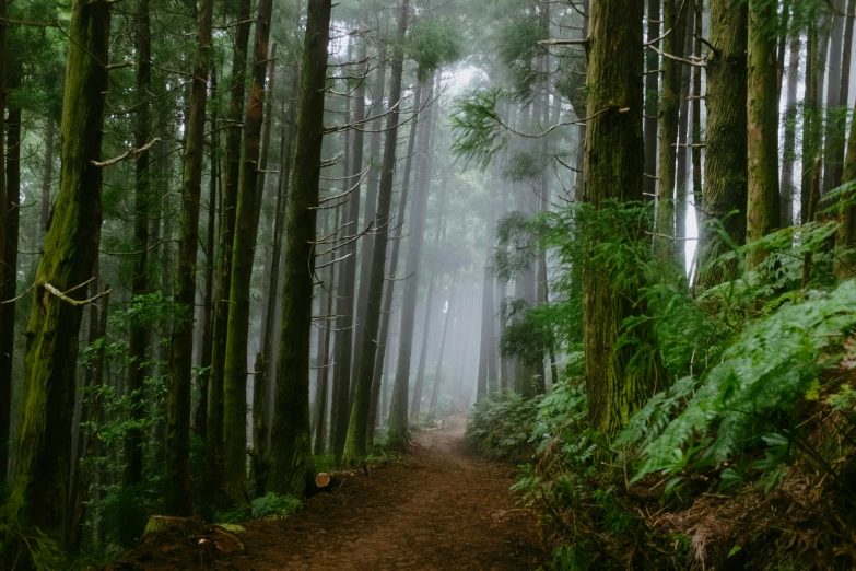 path in dense thick forest on rainy day