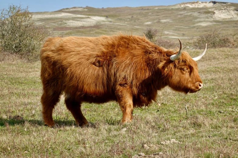 a very big furry brown buffalo in a field
