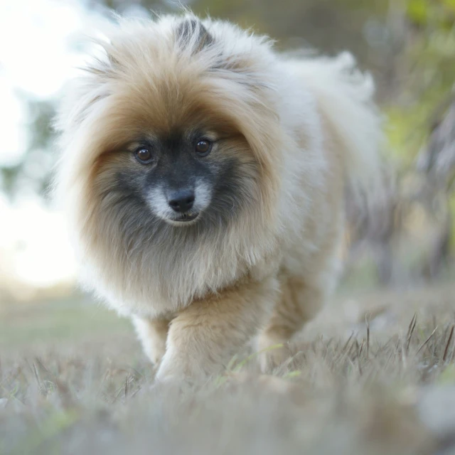 a dog with long hair walking in the grass