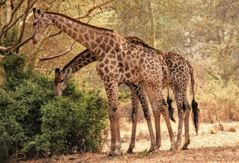 two giraffes are eating from a bush with their necks up