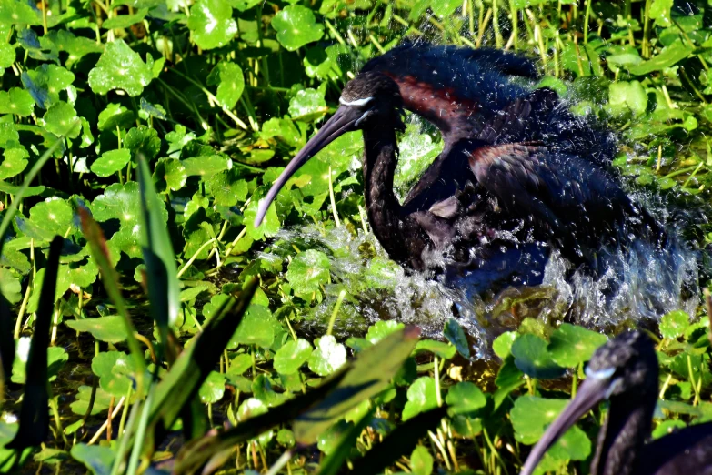 a bird standing in a marshy lake with a long beak