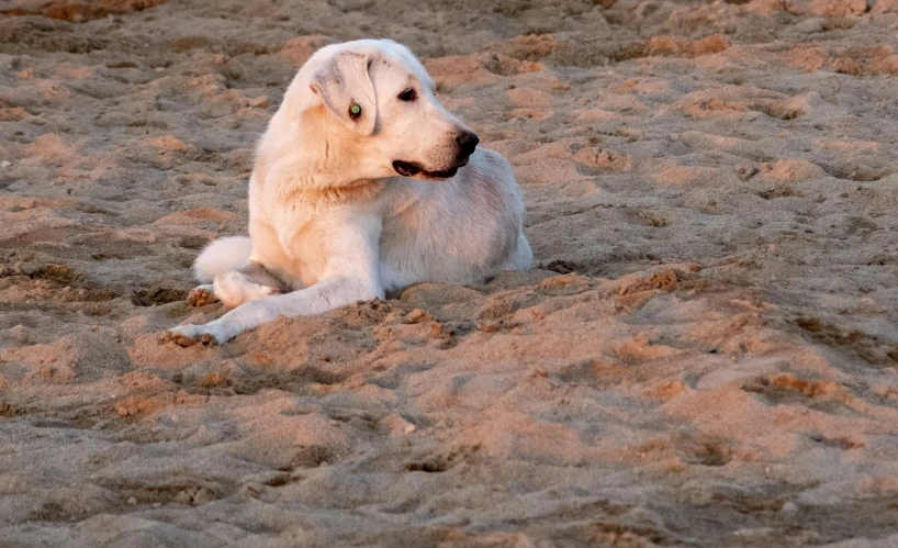 there is a white dog sitting in the dirt