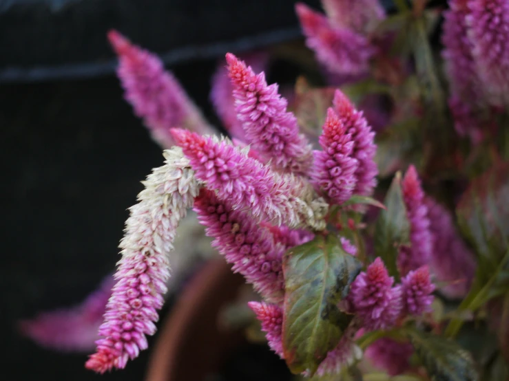 pink flowers that are in a pot near other plants