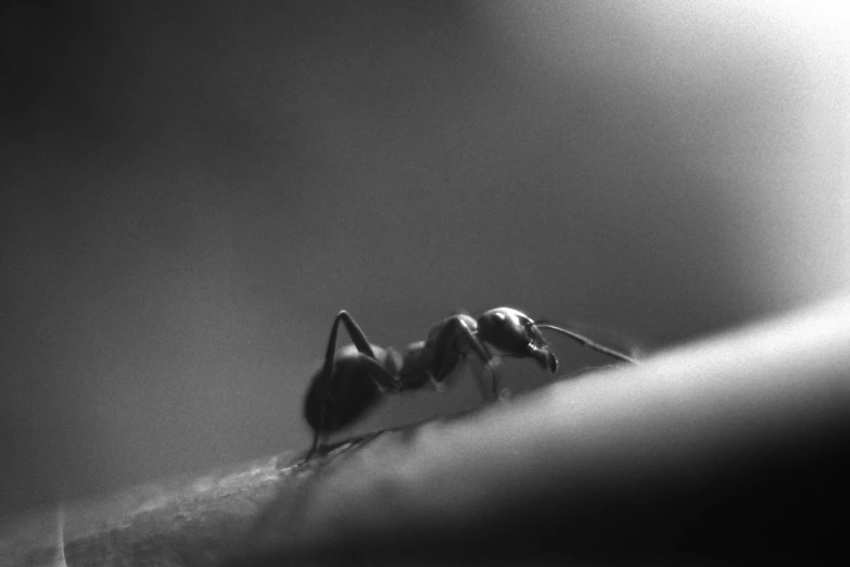 two mosquito are sitting on the end of a plant stem