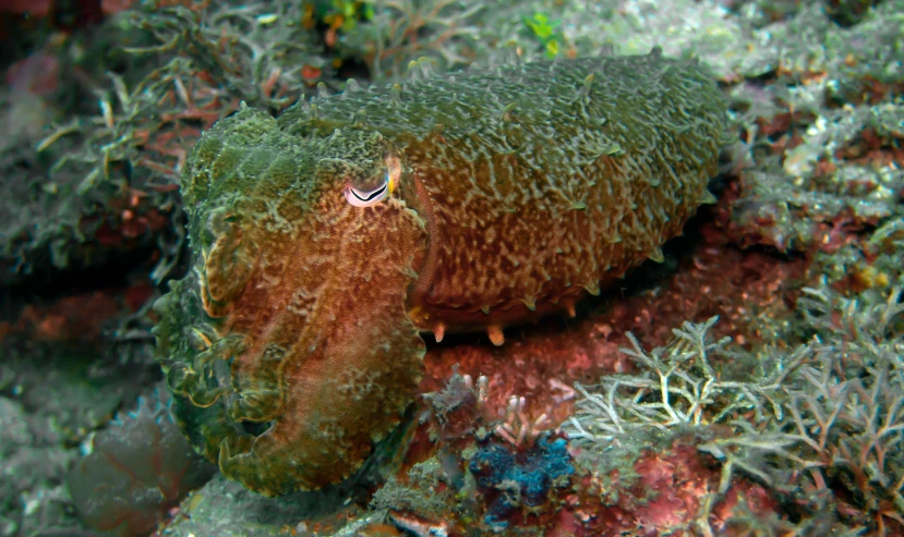 an octo or fish is hiding in the reef