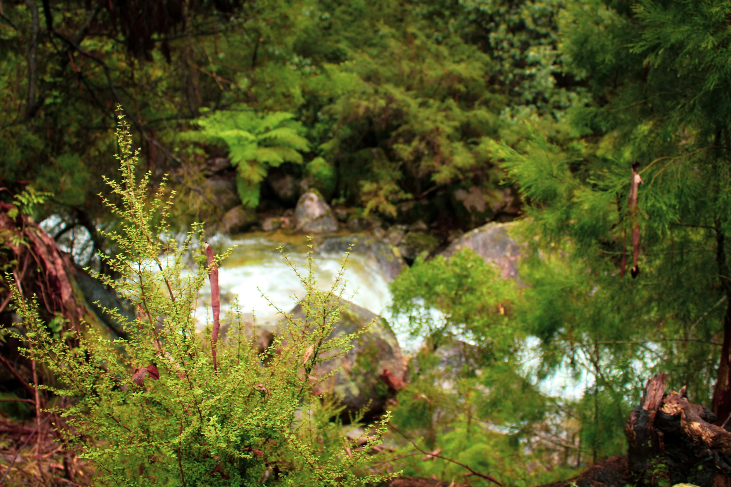 small green vegetation stands by the water of a waterfall