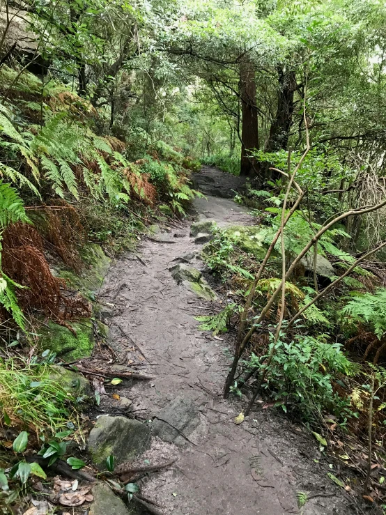 a dirt path with a rock and many trees