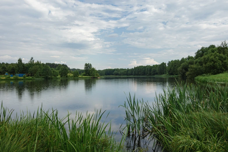 water, trees and grass at a quiet river