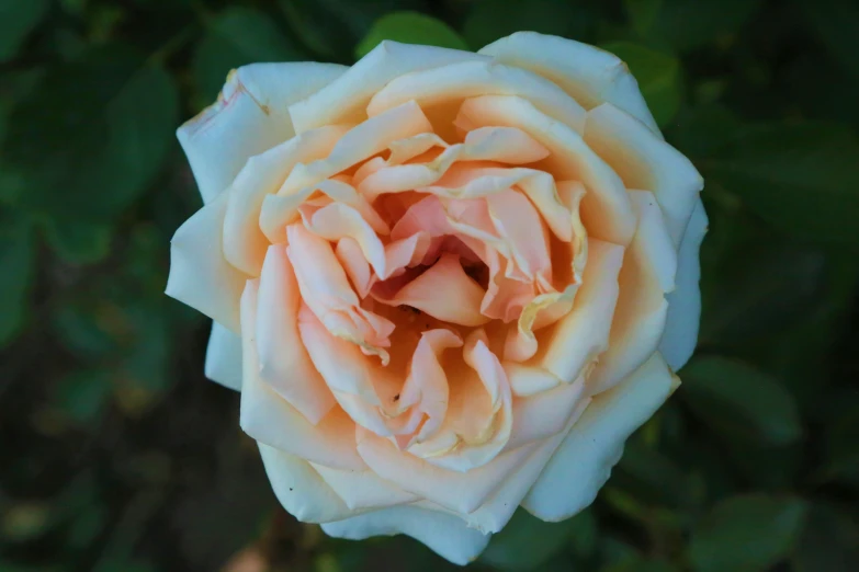 a white rose blooming in the middle of the plant