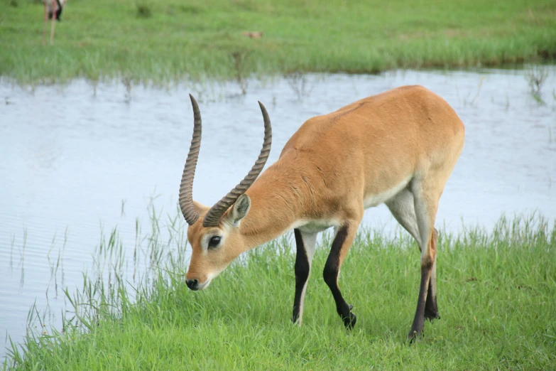 a horned animal is bent over in some grass