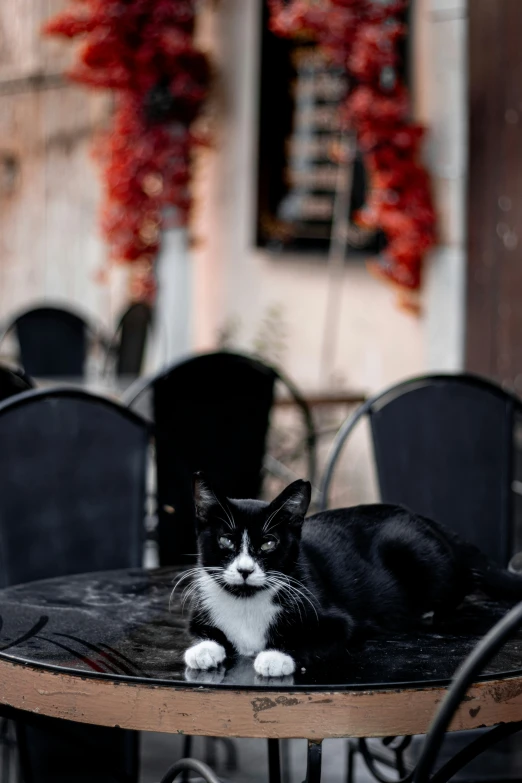 a black and white cat sitting on a table