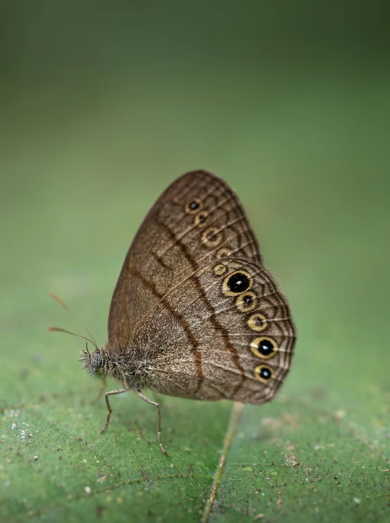 a small brown erfly on a leaf