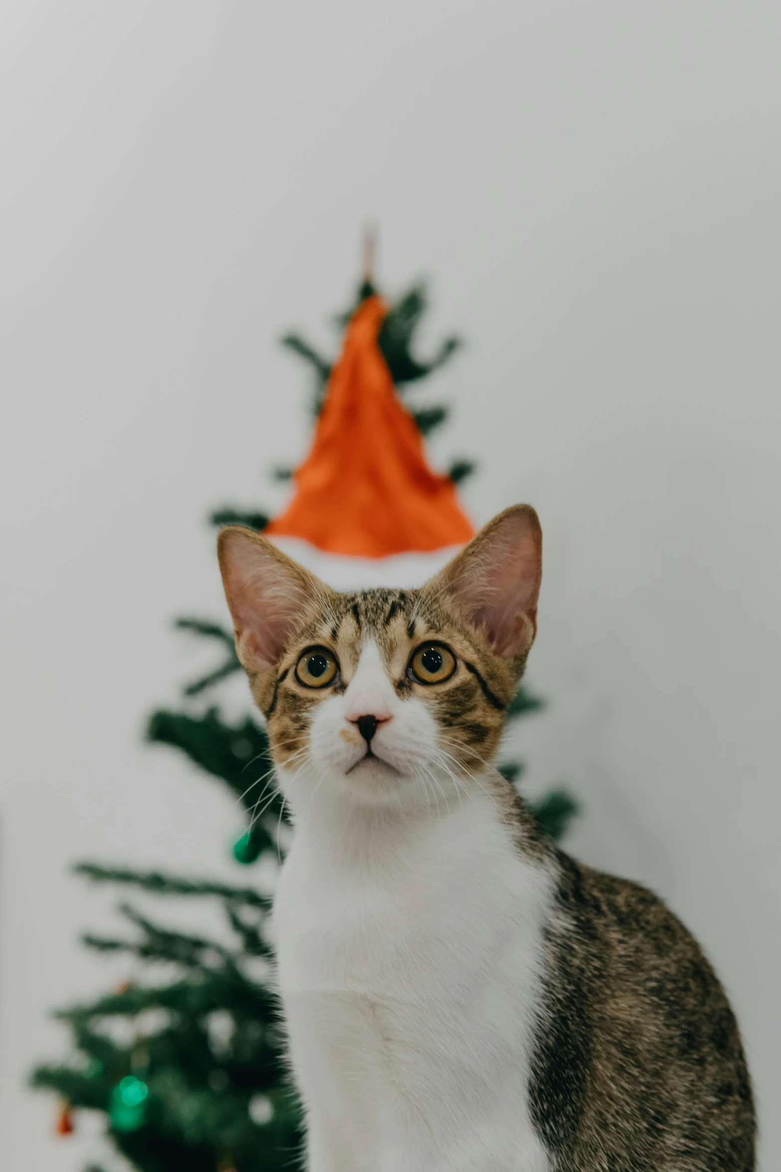 an orange and white cat looking at the camera