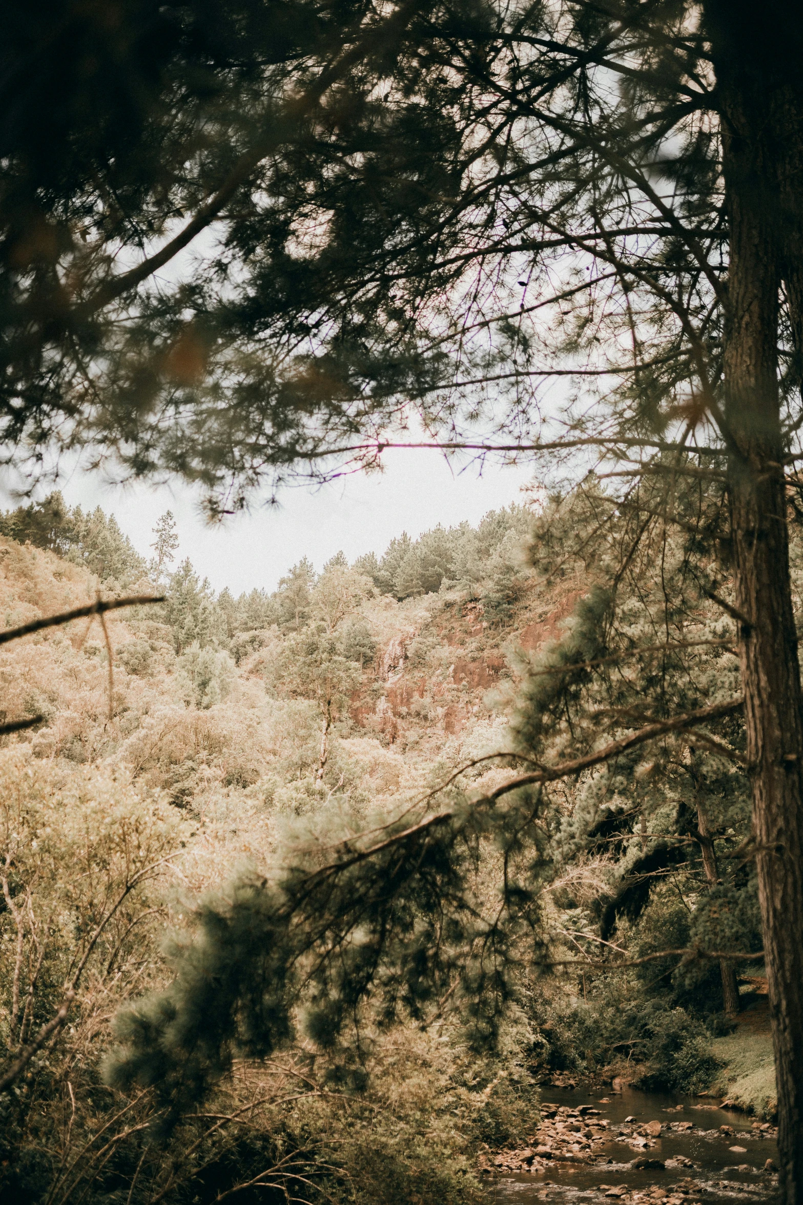 trees with many nches in the foreground with mountains in the background