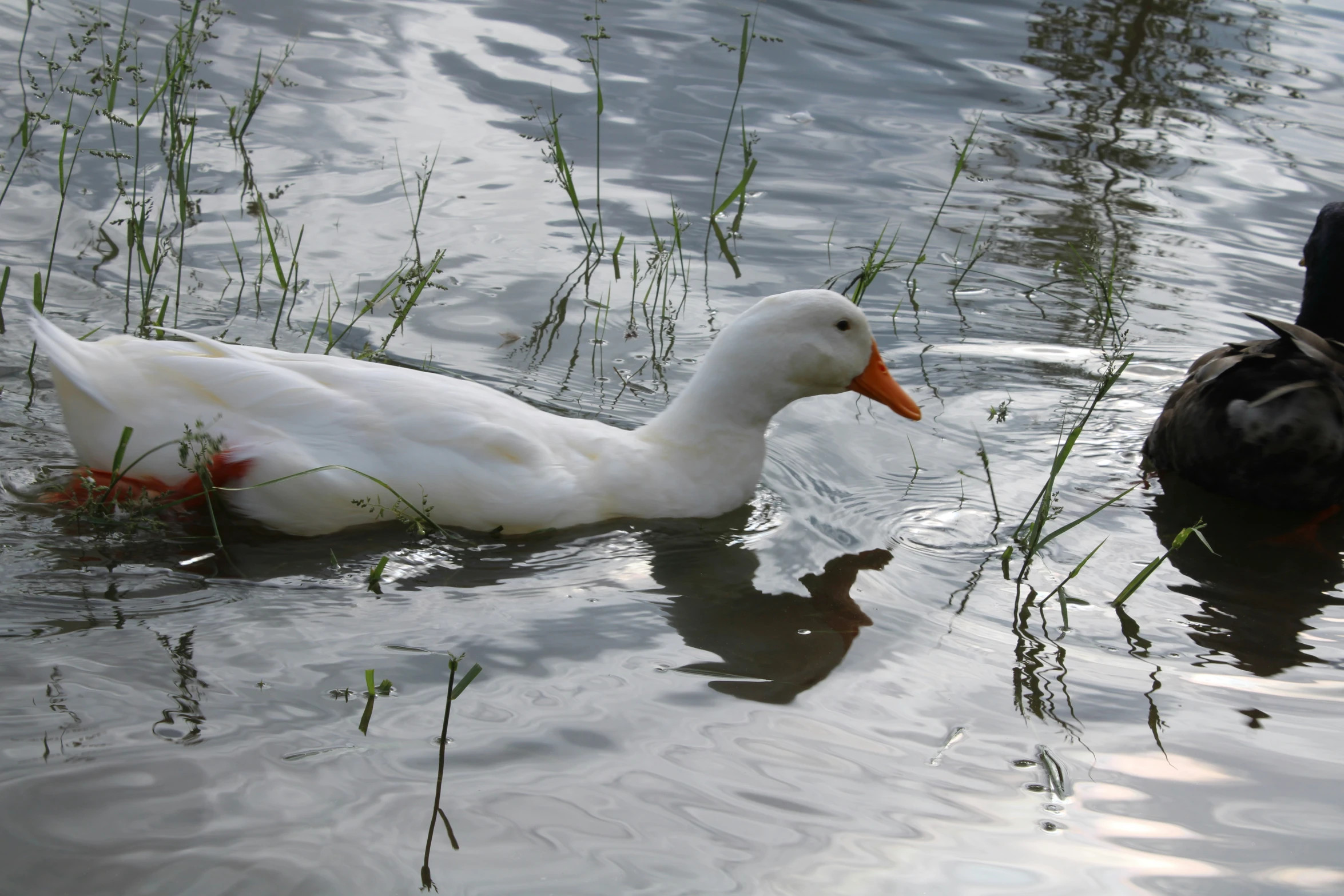 a couple of birds that are in some water